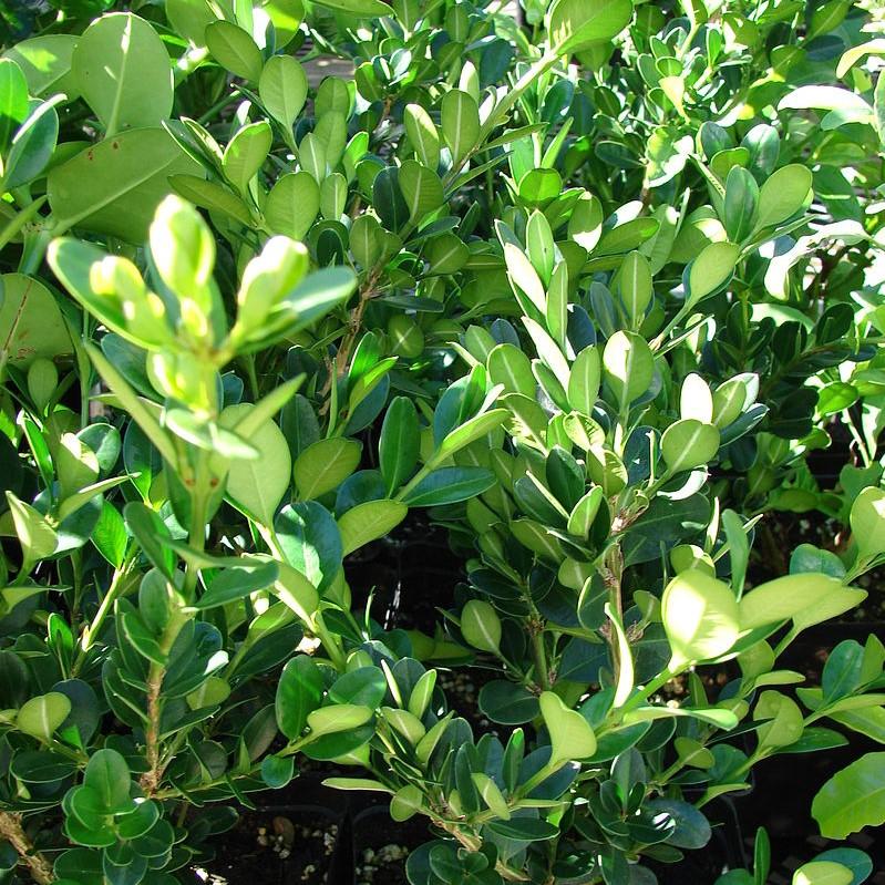 Buxus microphylla japonica ‘Grejade’ ~ Baby Jade™ Boxwood