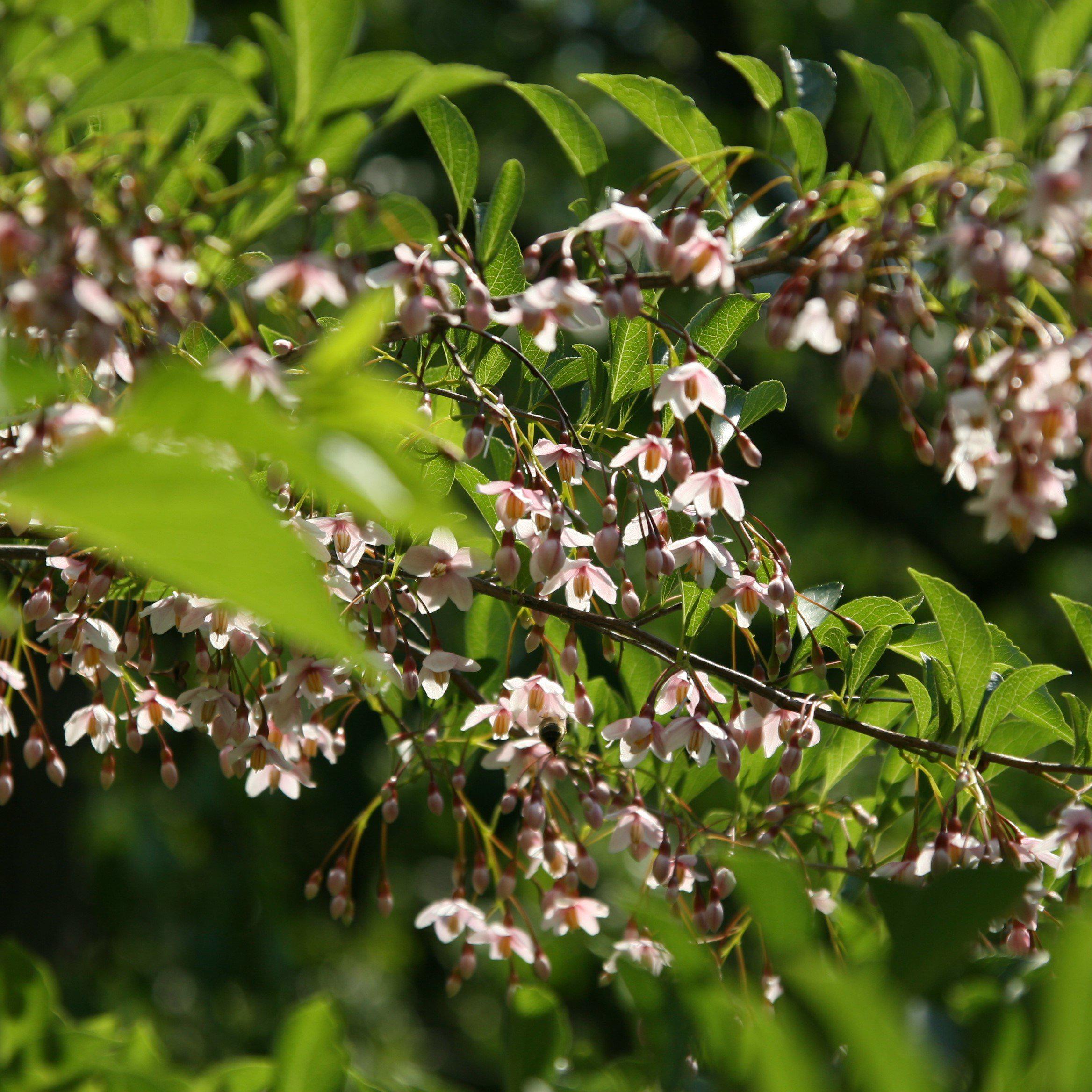 Styrax japonicus 'JL Weeping' ~ Marley's Pink® Weeping Japanese Snowbell