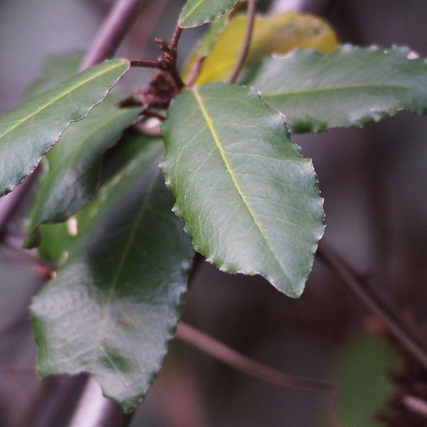 Elaeagnus pungens 'Fruitlandii' ~ Fruitlandii Elaeagnus