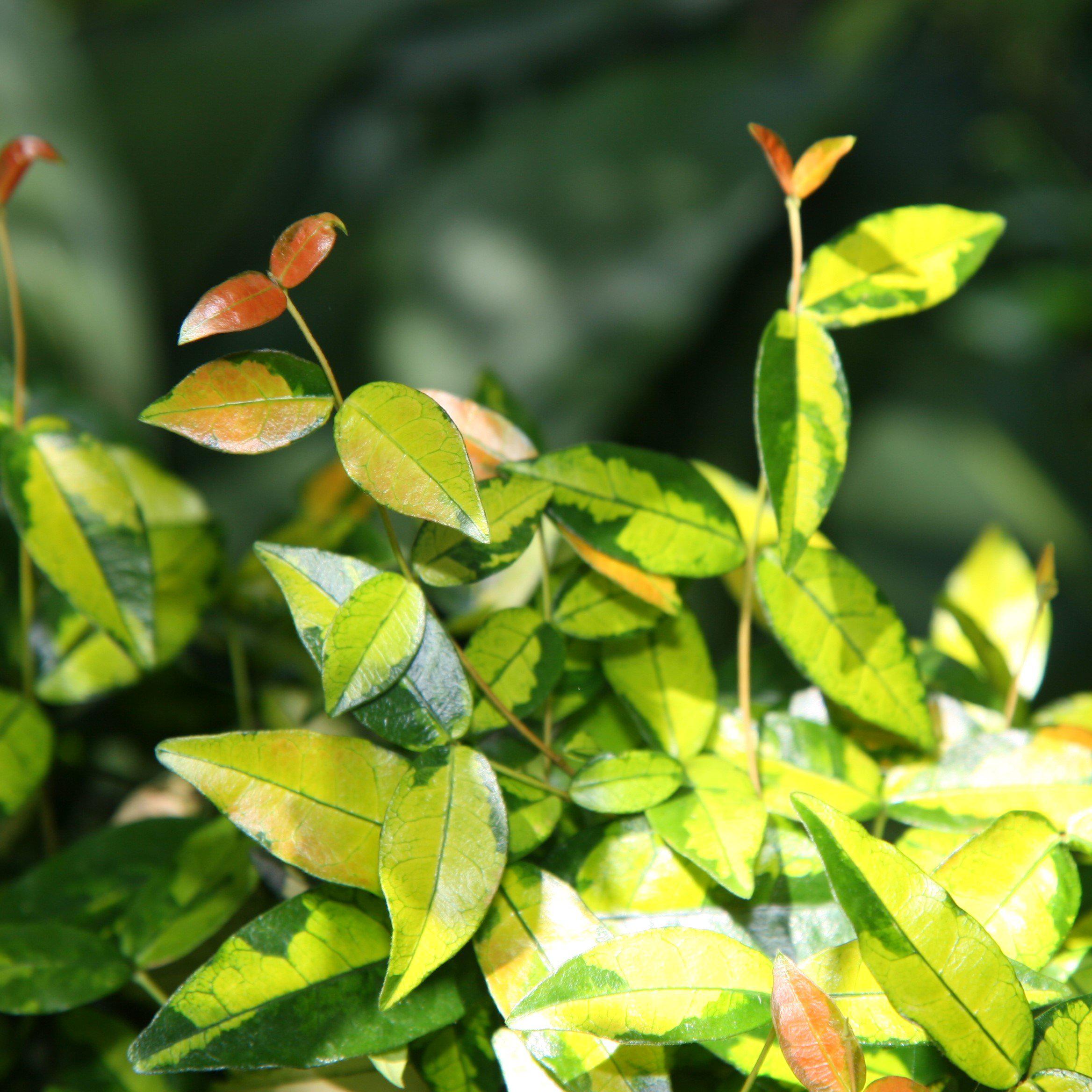 Trachelospermum asiaticum 'Ogon Nishiki' ~ Japanese Star Jasmine