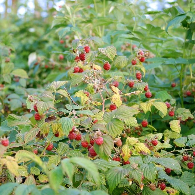 Rubus idaeus 'Caroline' PP10412 ~ Caroline Raspberry