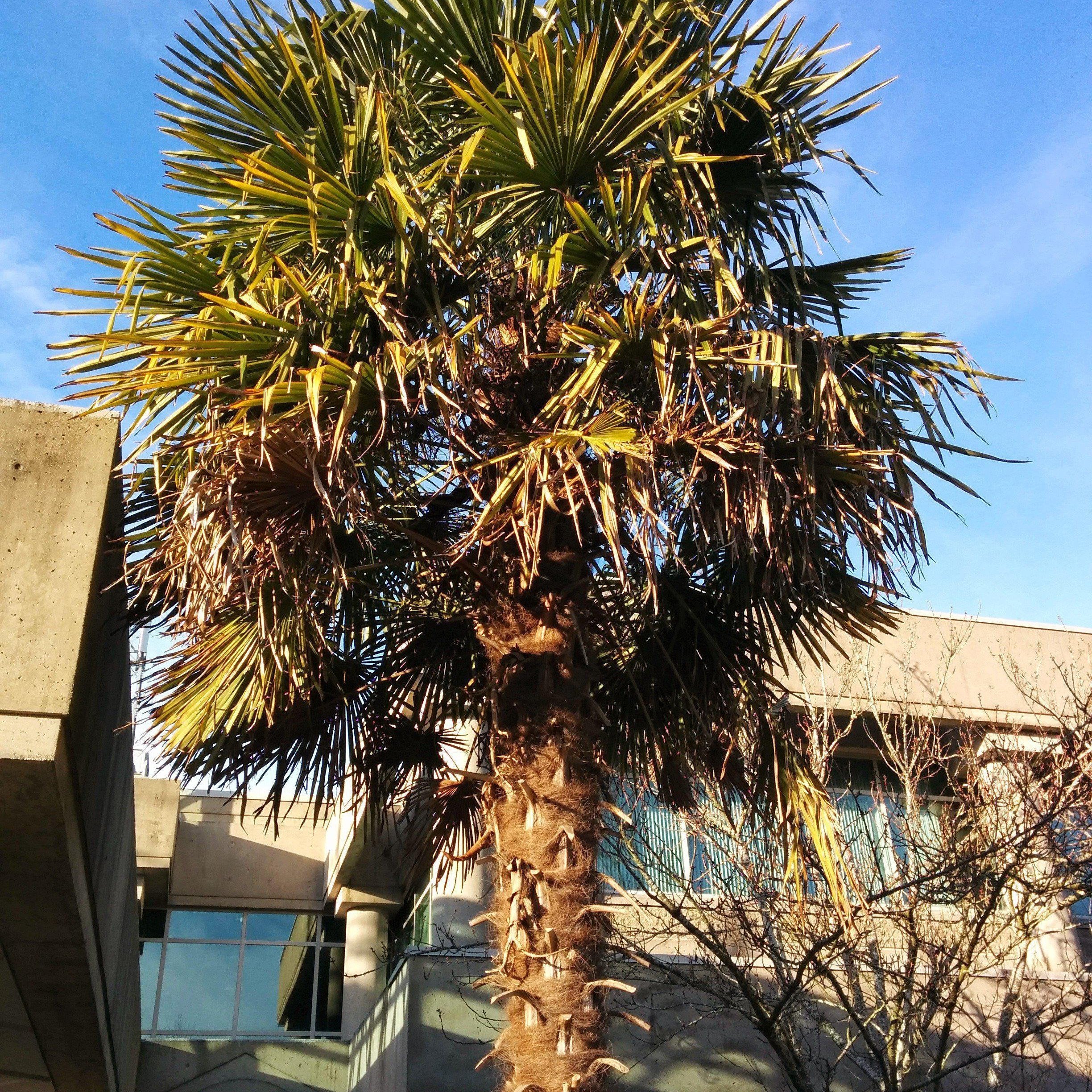 Trachycarpus fortunei ~ Windmill Palm