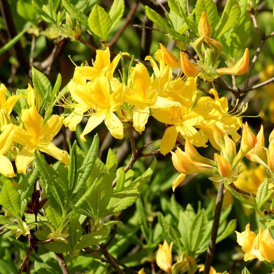 Rhododendron 'Lemon Lights' ~ Lemon Lights Native Azalea