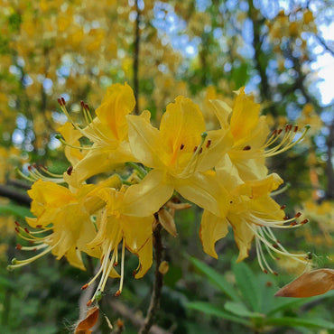 Rhododendron 'Admiral Semmes' ~ Admiral Semmes Native Azalea