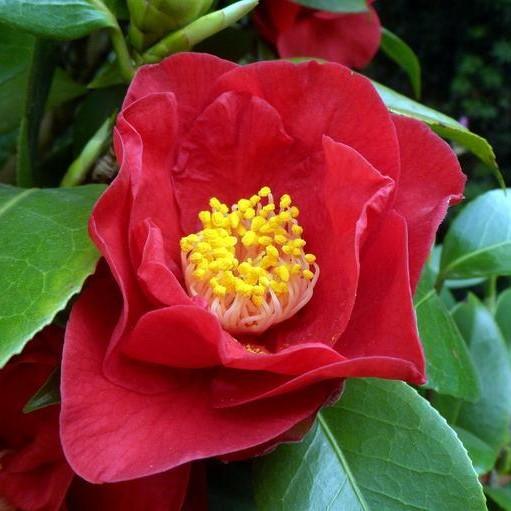 Camellia japonica 'Greensboro Red' ~ Greensboro Red Camellia