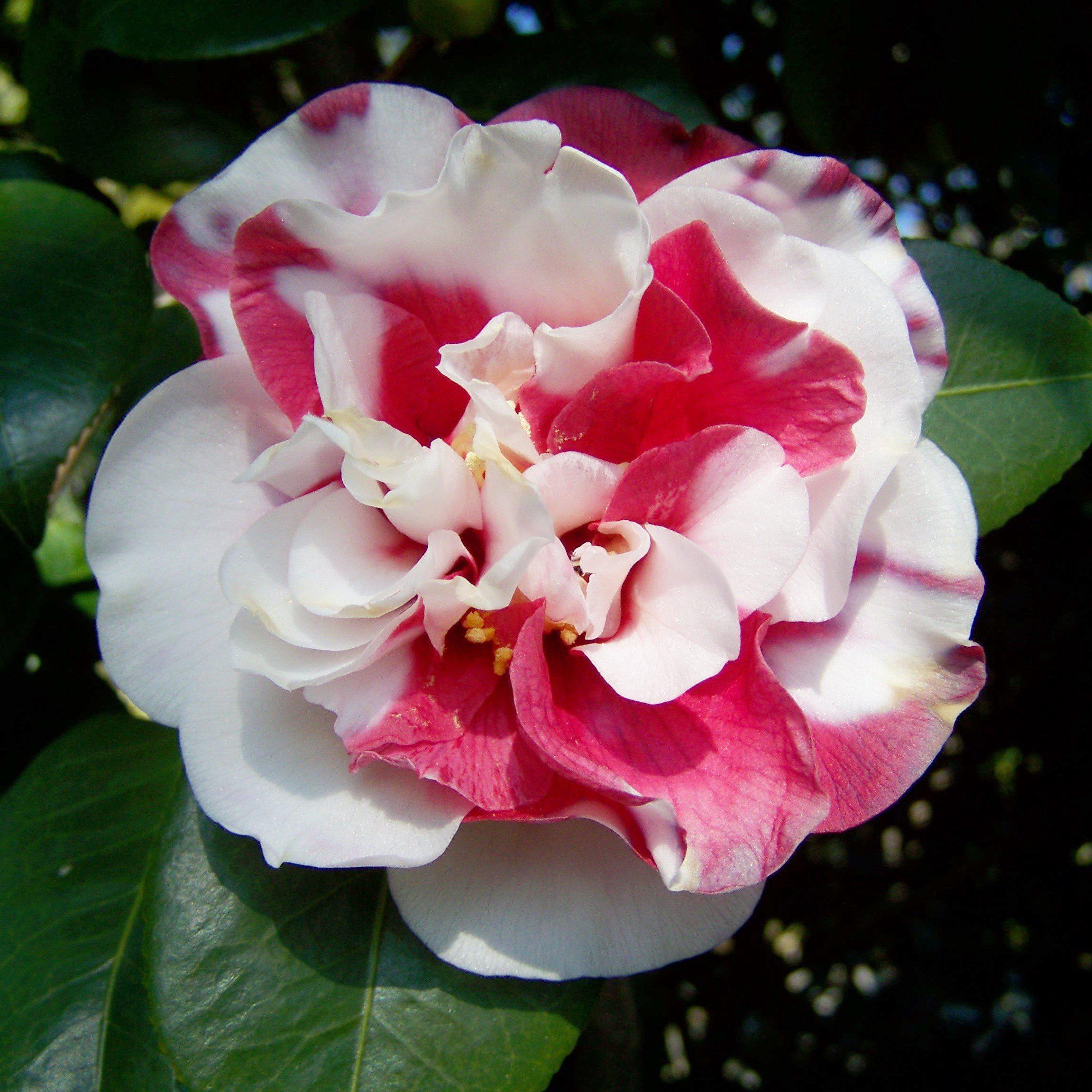 Camellia japonica 'Governor Mouton' ~ Governor Mouton Camellia