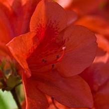 Rhododendron ‘Conlen’ ~ Encore® Autumn Bravo™ Azalea