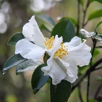 Camellia sasanqua ~ Sasanqua Camellia, White