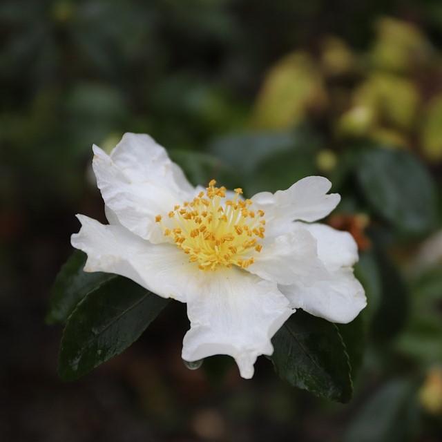 Camellia sasanqua 'Daydream Believer' ~ Daydream Believer Camellia