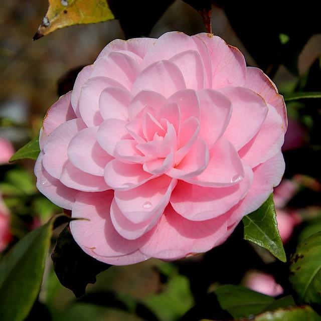 Camellia sasanqua 'Green 03-016' PP27334 ~ October Magic® Pink Perplexion™ Camellia