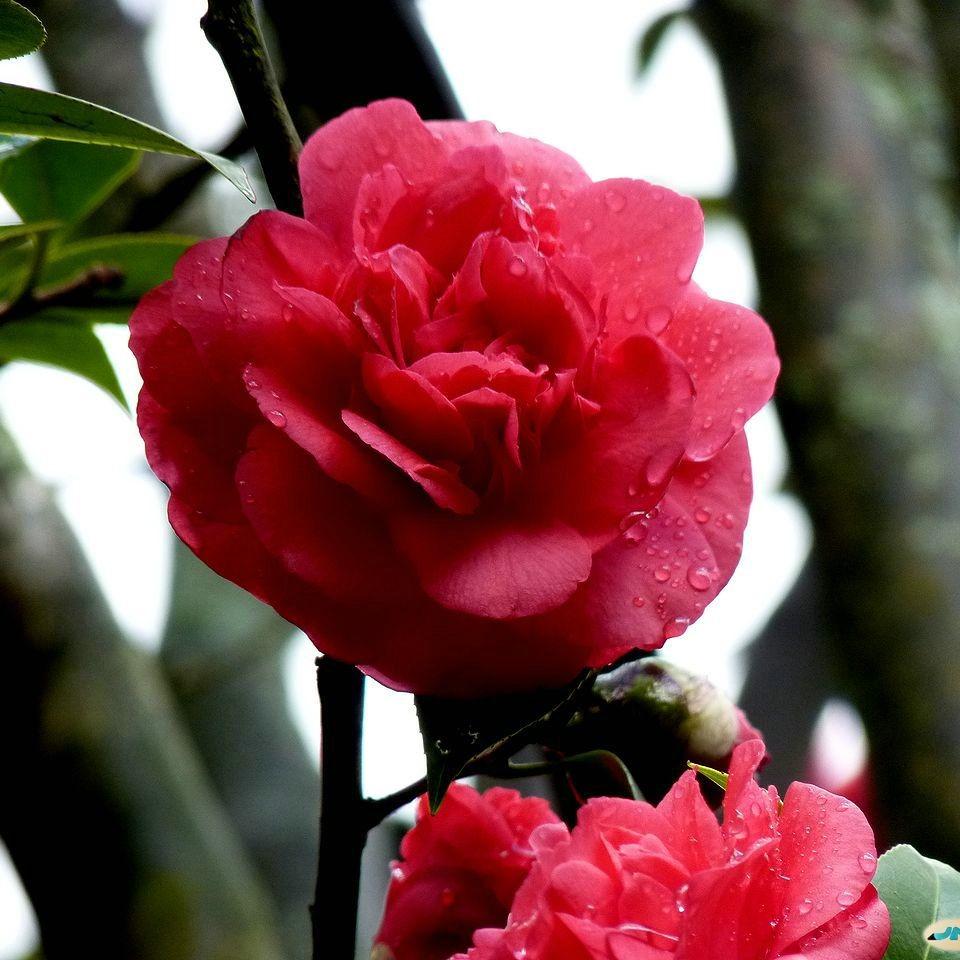 Camellia sasanqua ‘TDN 1111’ ~ Alabama Beauty™ Camellia