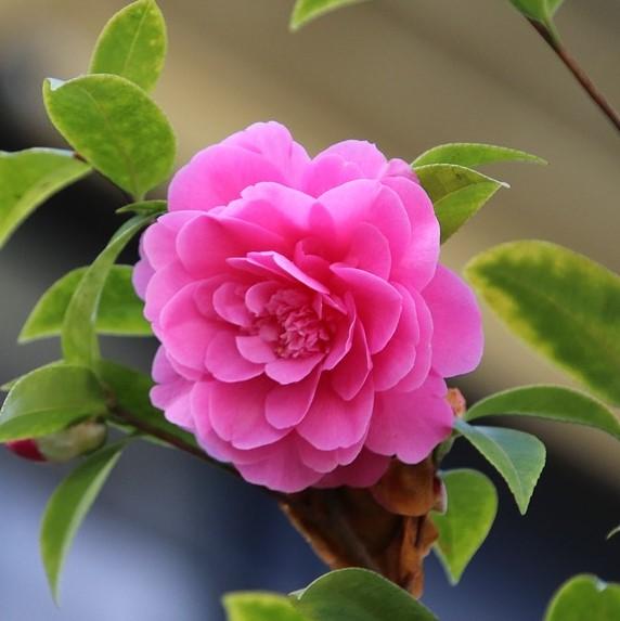 Camellia sasanqua 'Green 99-031' ~ Susy Dirr Camellia