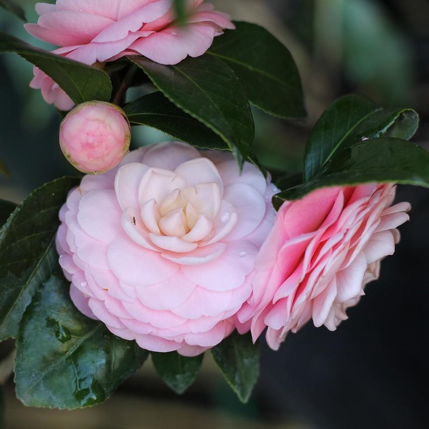 Camellia japonica 'Pink Perfection' ~ Pink Perfection Camellia
