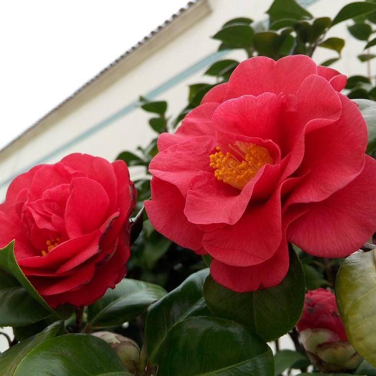 Camellia 'Red' ~ Red Camellia