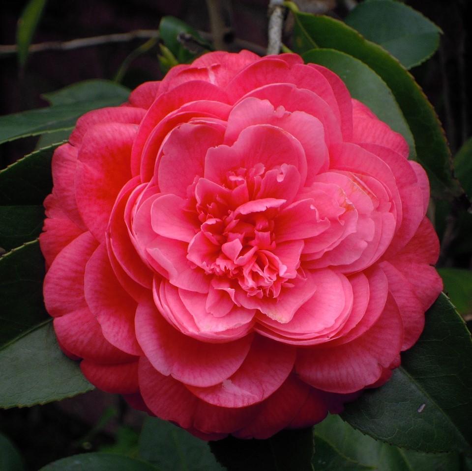 Camellia 'Red' ~ Red Camellia