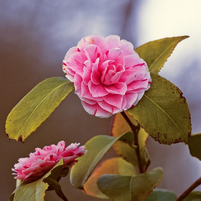 Camellia japonica 'Tricolor' ~ Tricolor Camellia