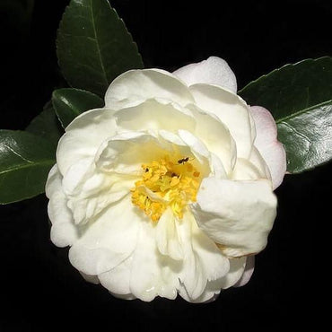 Camellia japonica 'Colonial Dame' ~ Colonial Dame Camellia