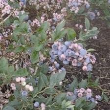 Vaccinium ashei 'Climax' ~ Climax Rabbiteye Blueberry
