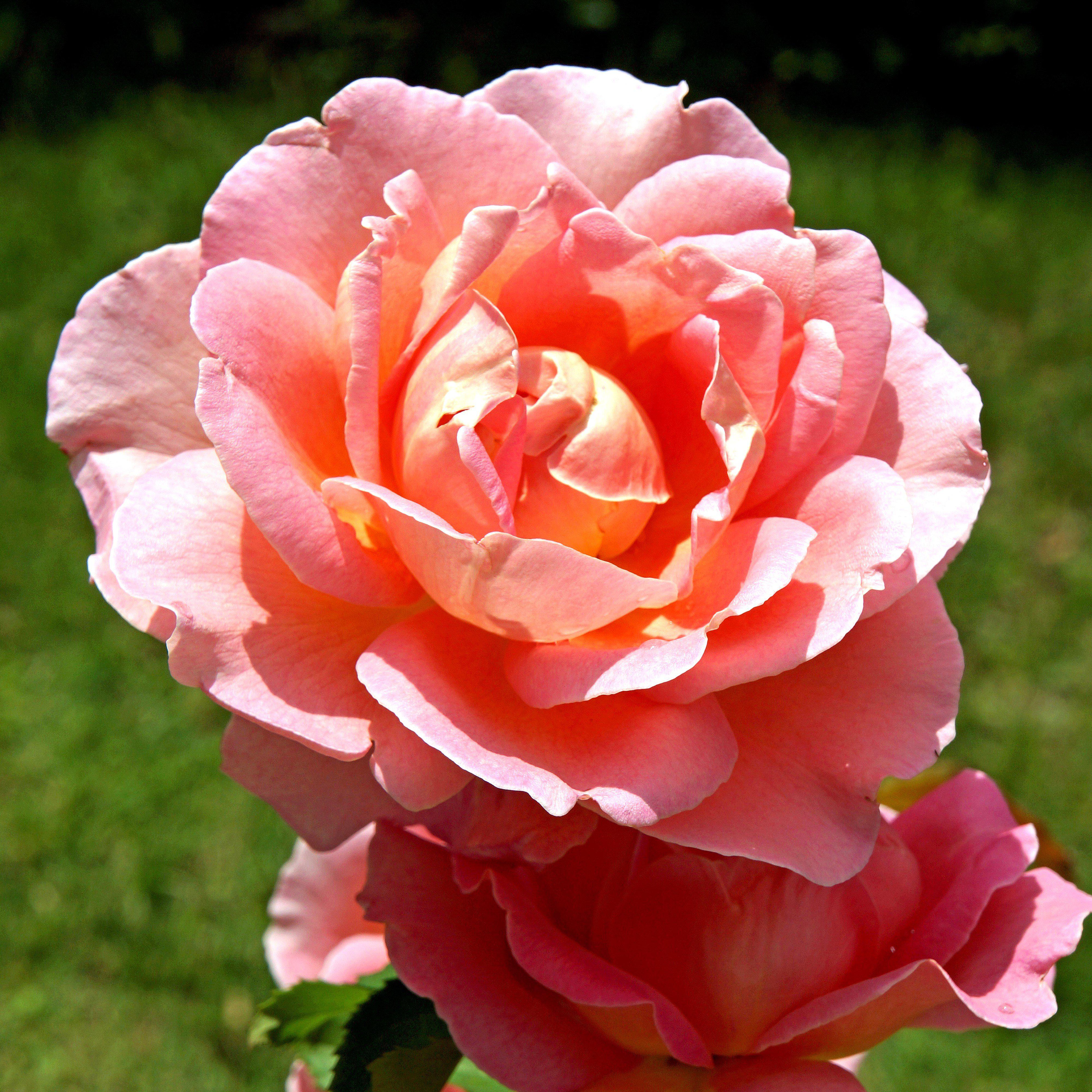 Rosa ‘Radral’ PP 19,803 ~ Coral Knock Out® Rose
