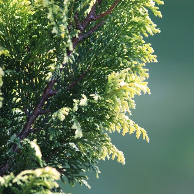 Chamaecyparis obtusa 'Cone Schlecht' ~ Nite-light® Hinoki Cypress