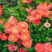 Rosa  ‘Meidrifora' PP #19,148 ~ Coral Drift® Rose