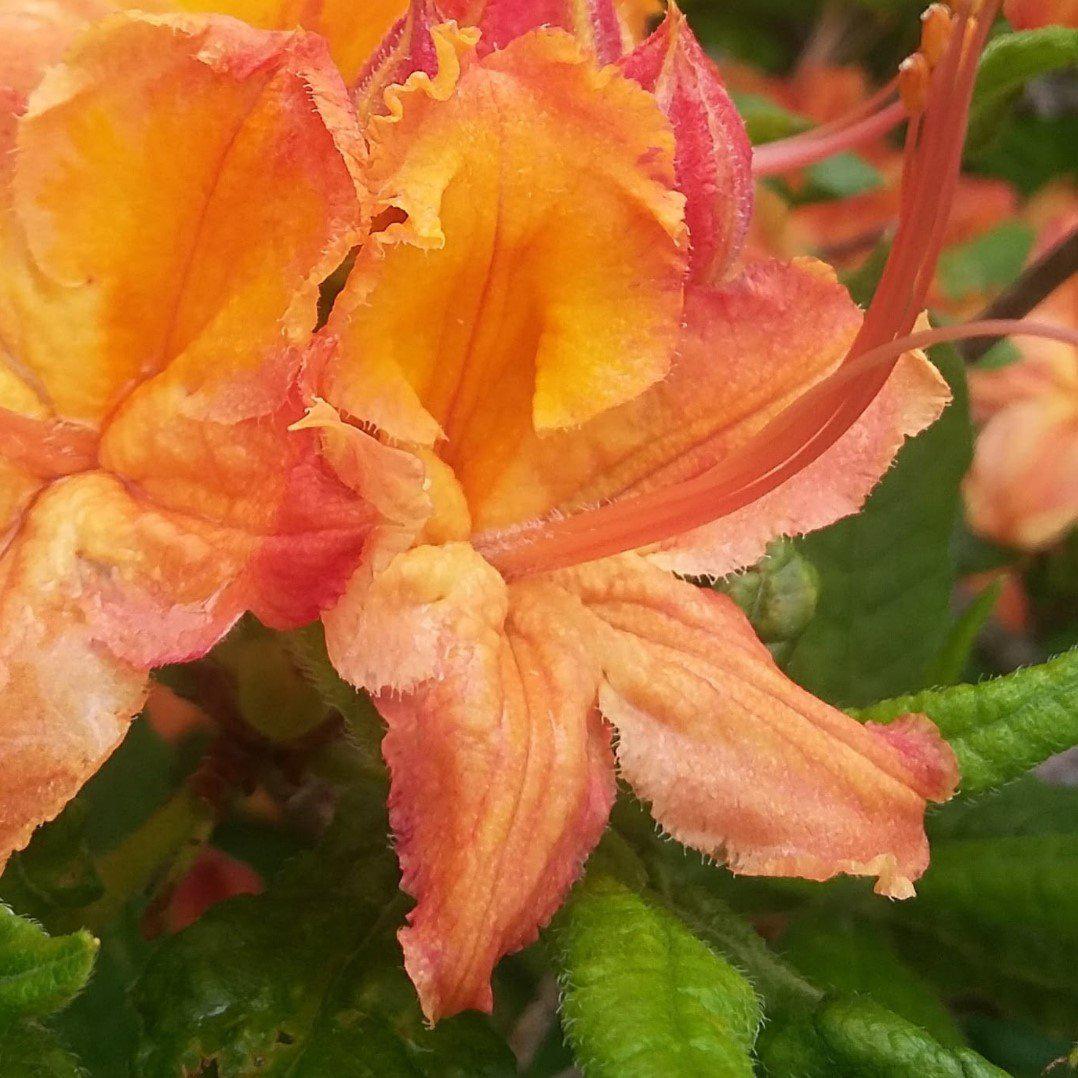 Rhododendron ‘QbackC’ ~ Azalea Sunbow® Solar Ray