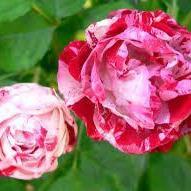 Rosa 'Radcarn' PP#22172 ~Peppermint Pop™ Rose