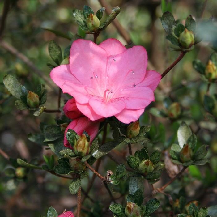Rhododendron 'Pink Macrantha' ~ Pink Macrantha Azalea
