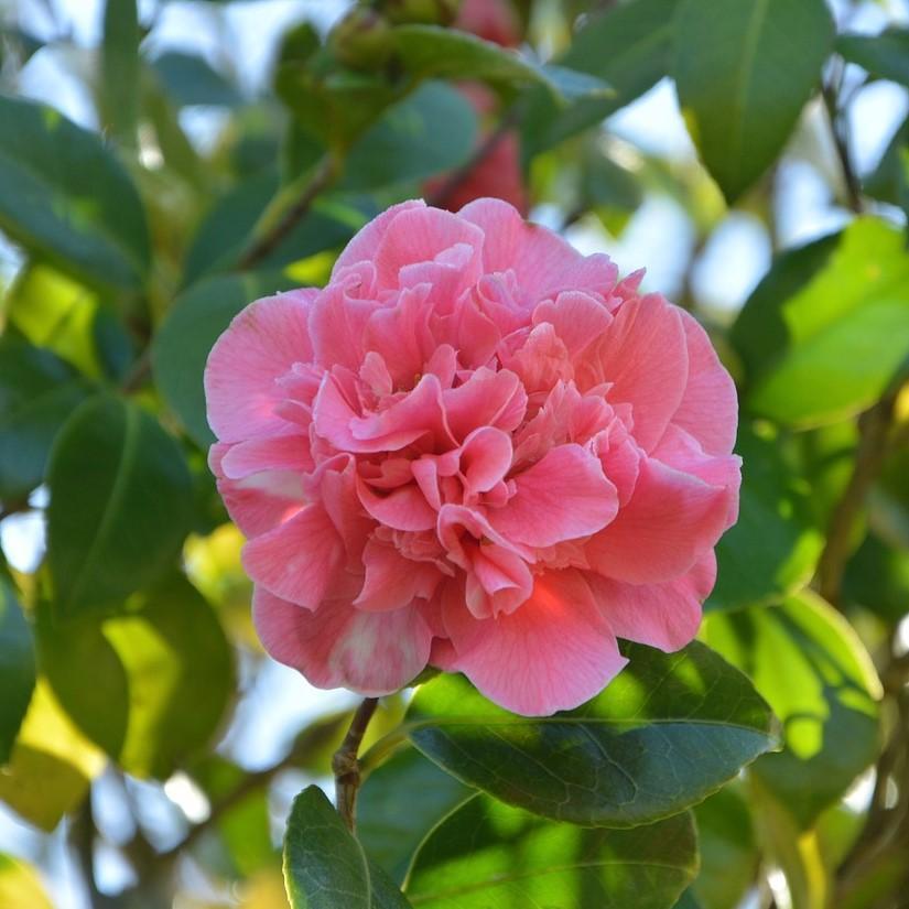 Camellia japonica 'Debutante' ~ Debutante Camellia