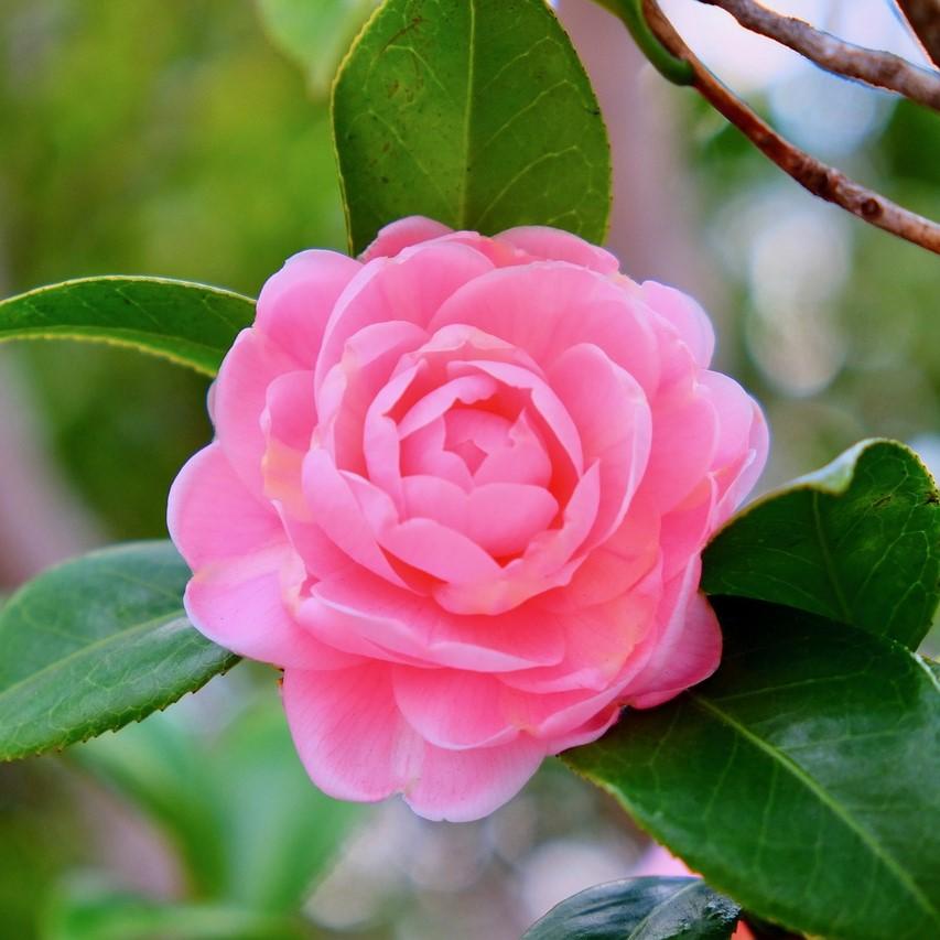 Camellia japonica 'Ju Dee' ~ Ju Dee Camellia