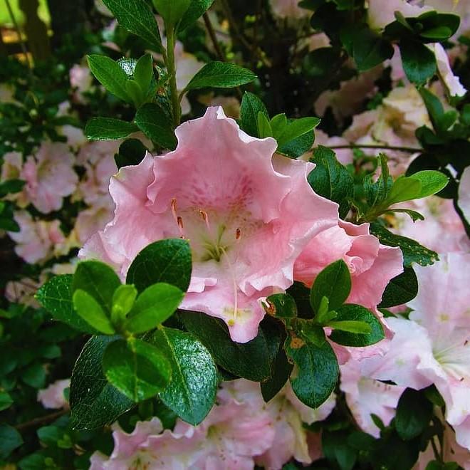 Rhododendron hybrid 'RLH1-12P0' ~ ReBLOOM™ Blush Elegance™ Azalea