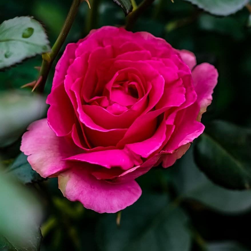 Rosa x 'GRAppl' ~ Echo® Brindabella™ Purple Prince Rose