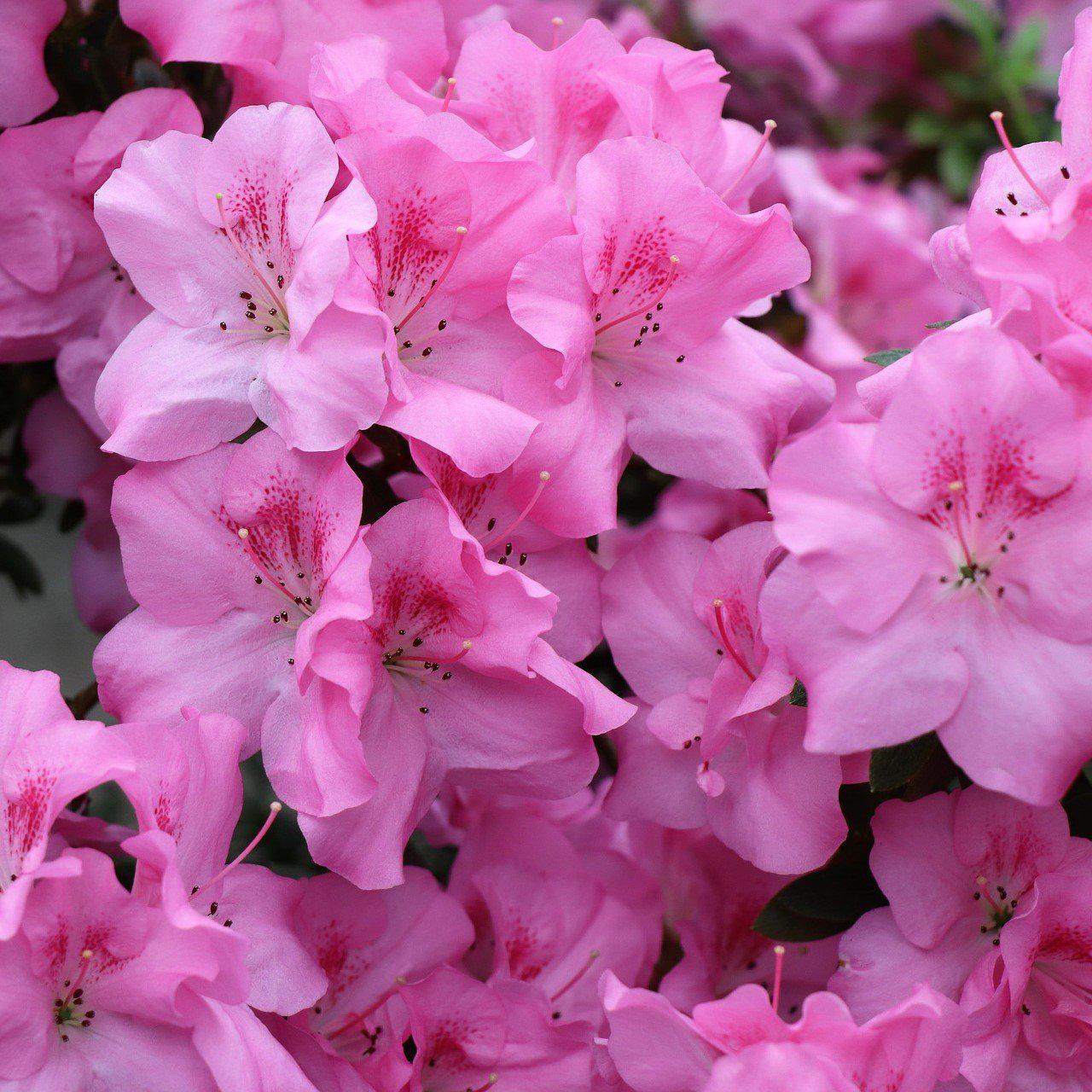 Rhododendron x 'RLH1-7P14' PP24752 ~ ReBLOOM™ Pink Adoration™ Azalea