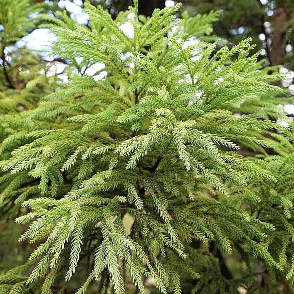 Cryptomeria japonica 'Gyokuryu' ~ Gyokuryu Japanese Cedar