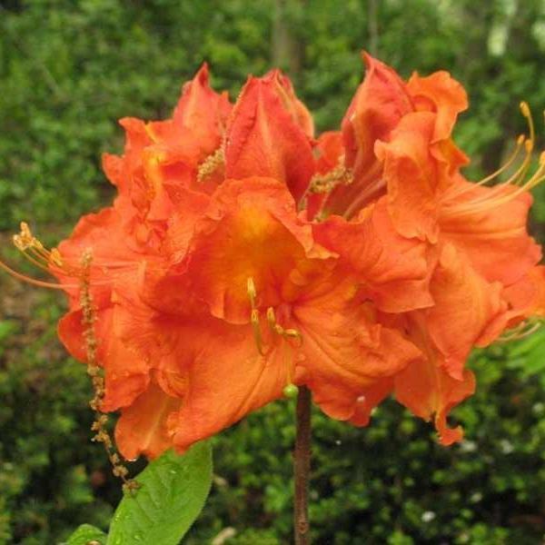 Rhododendron 'Gibraltar' ~ Gibraltar Azalea