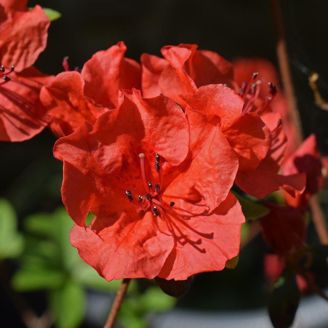 Rhododendron x ‘MNIESM’ PP17,192 ~ Echo® Orange Frost Azalea