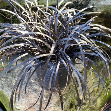 Ophiopogon planiscapus 'Nigrescens' ~ Black Mondo Grass
