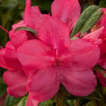 Rhododendron 'Robleu' ~ Encore® Autumn Jewel™ Azalea