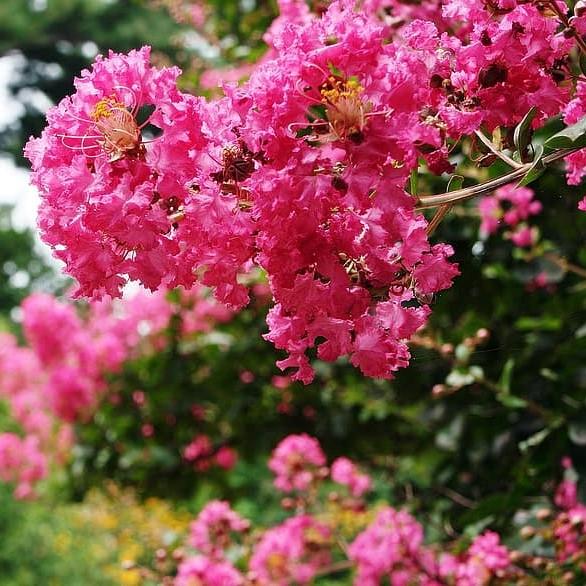 Lagerstroemia indica 'Whit IX ~ Double Feature® Crape Myrtle