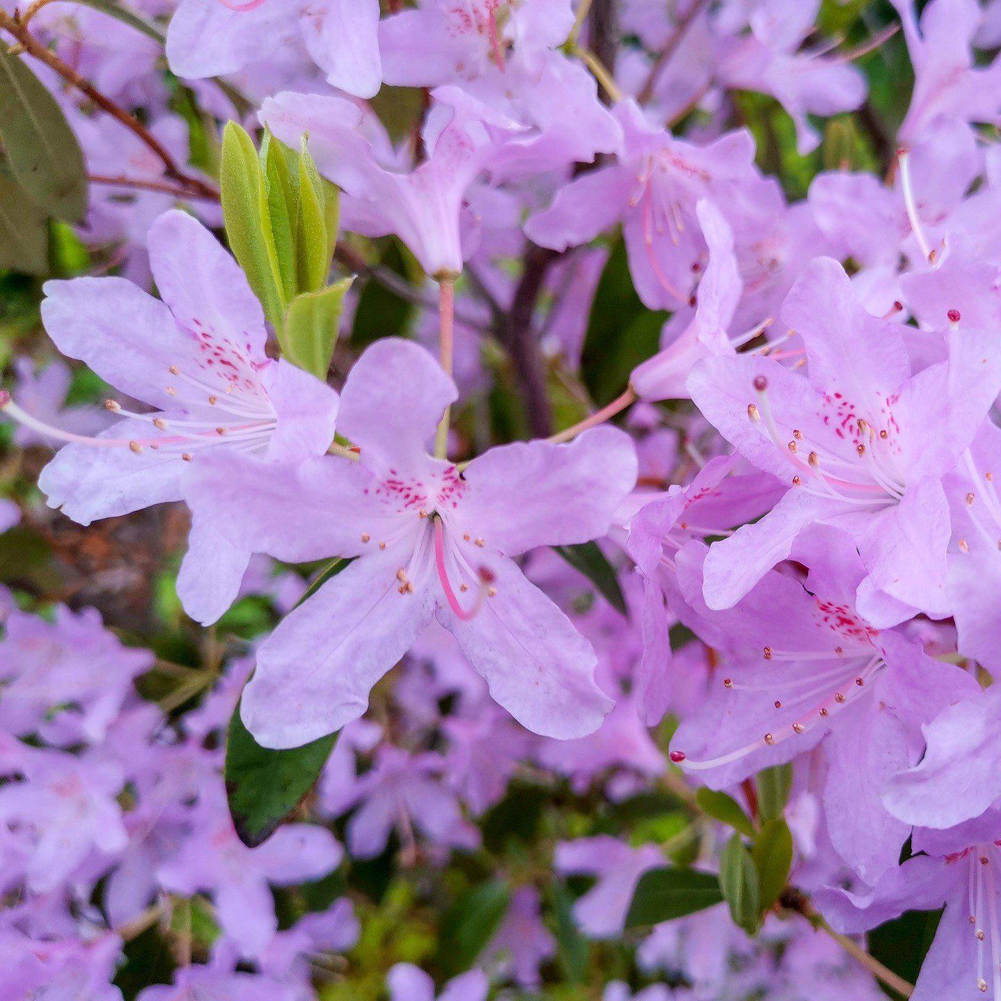 Rhododendron 'Orchid Lights' ~ Orchid Lights Native Azalea