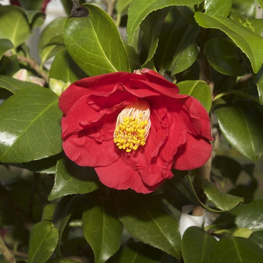Camellia japonica 'Greensboro Red' ~ Greensboro Red Camellia