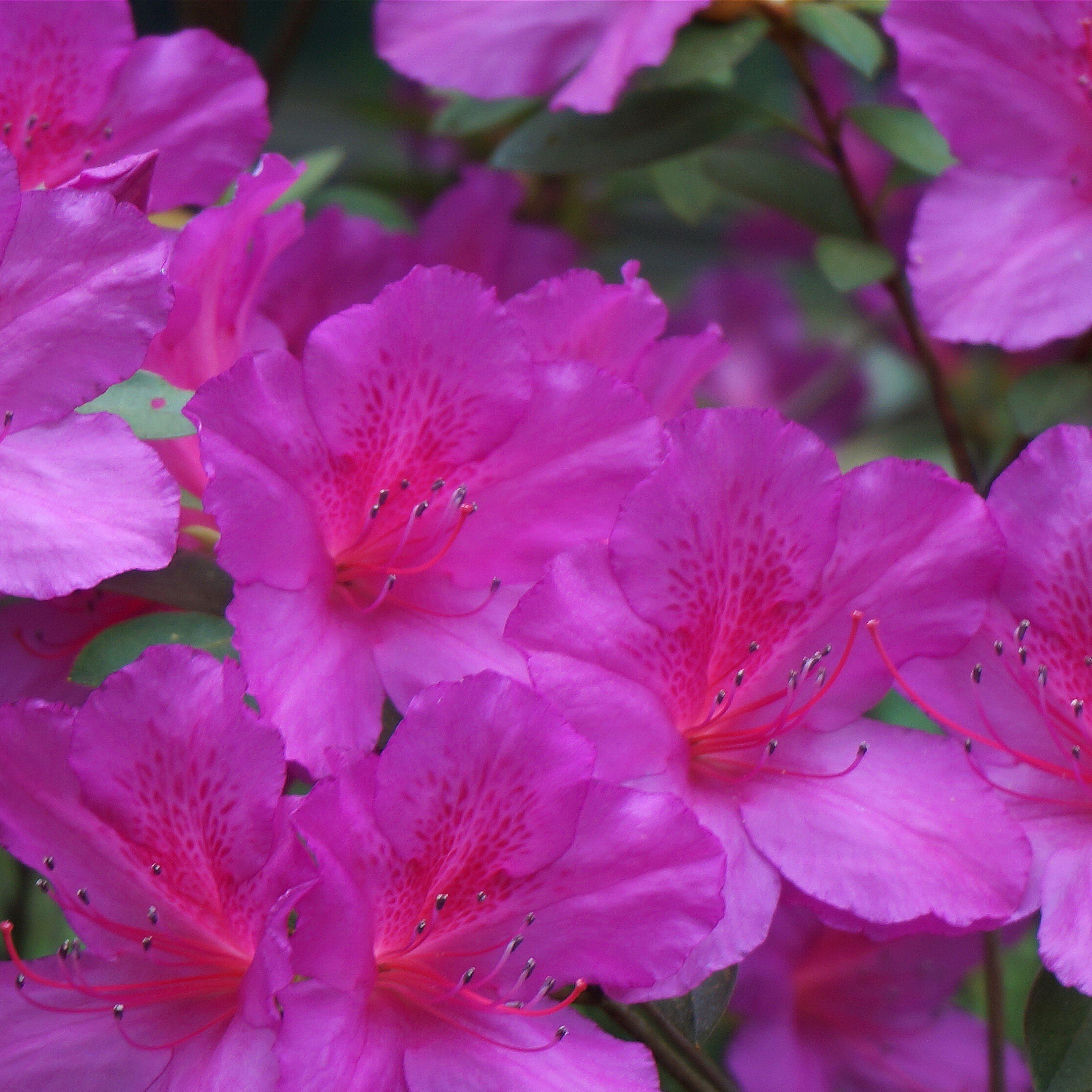 Rhododendron x ‘MNIHAR012' PP23,006 ~ Echo® Lavender Twist™ Azalea
