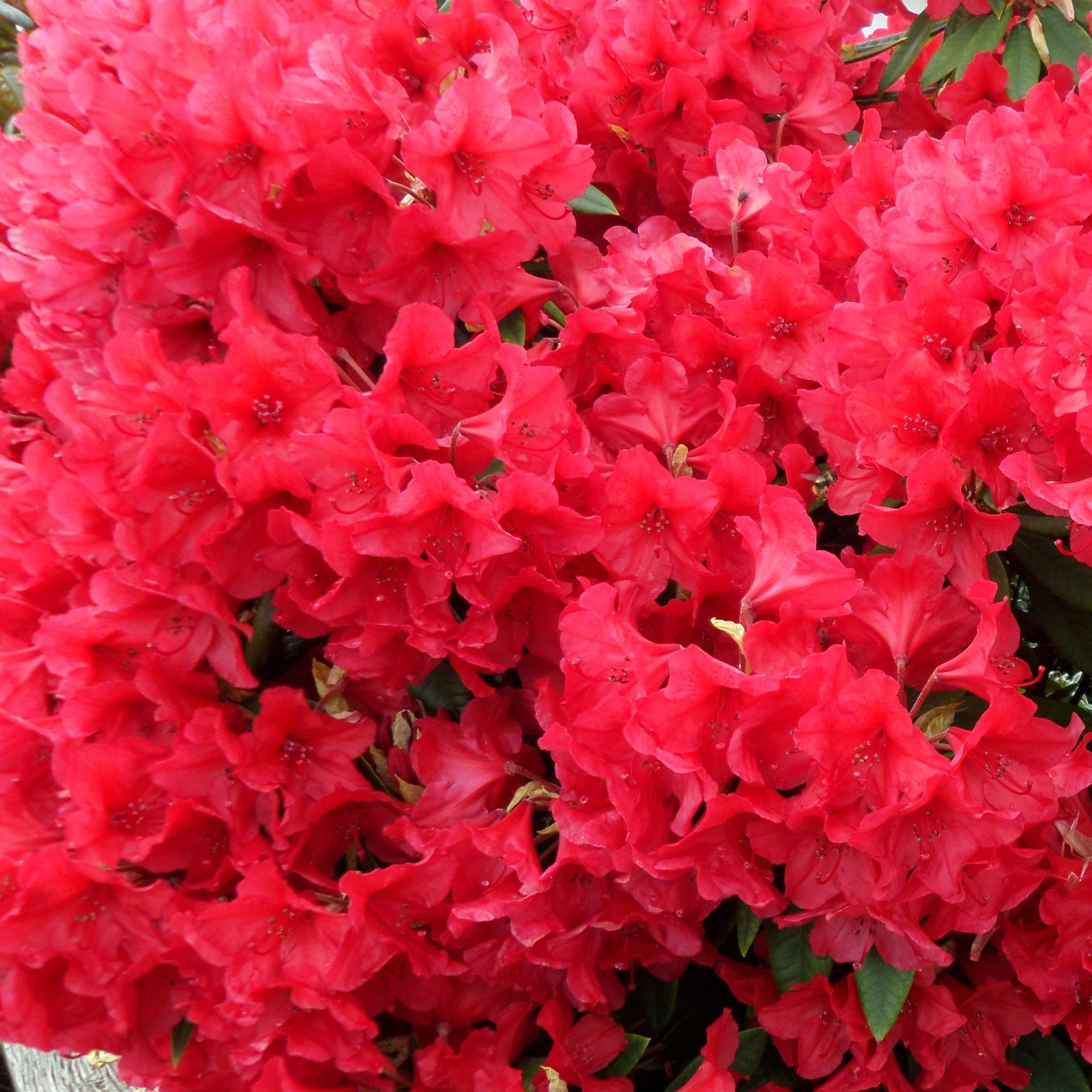 Rhododendron x ‘MNIHAR016’ PP23,094 ~ Echo® Fireside Red™ Azalea