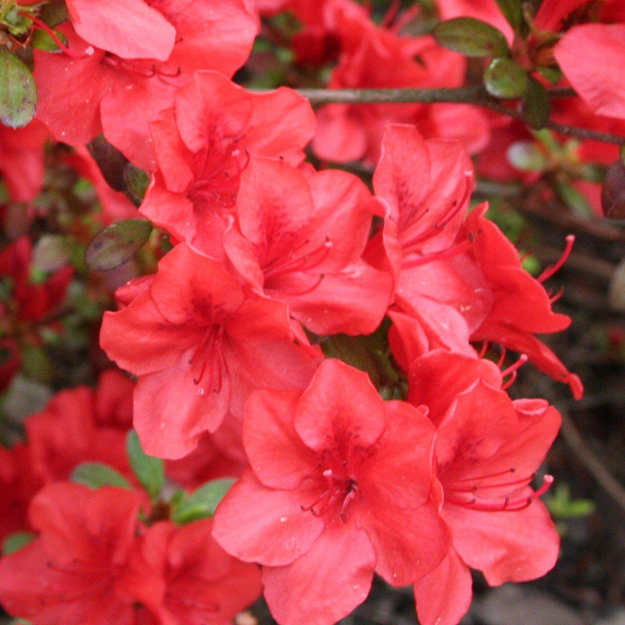 Rhododendron x ‘MNIHAR025' PP24,335 ~ Echo® Strawberry Kiss Azalea