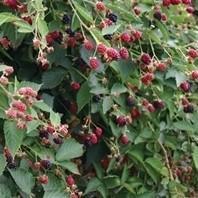 Rubus fruticosus 'Navaho' ~ Navaho Thornless Blackberry