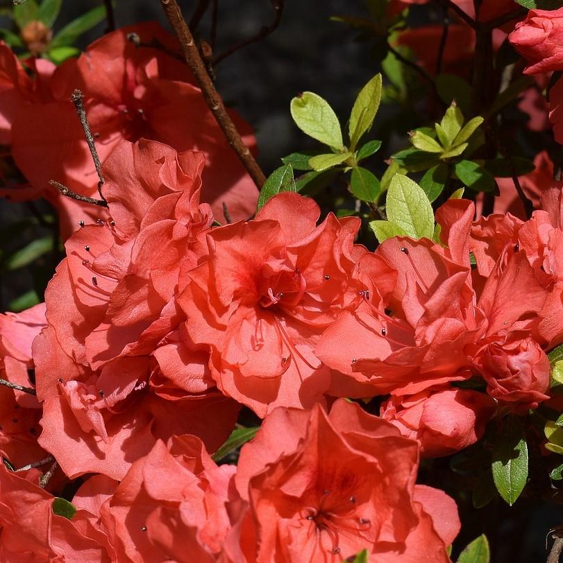 Rhododendron x ‘MNIESM’ PP17,192 ~ Echo® Orange Frost Azalea