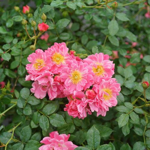Rosa 'meiriftday' ~ OSO Easy® Double Pink Rose