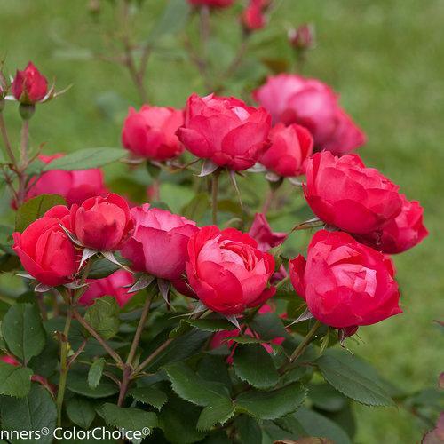 Rosa 'meipeporia'  ~ OSO Easy® Double Red Rose