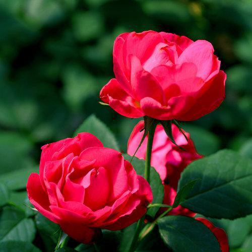 Rosa 'meipeporia'  ~ OSO Easy® Double Red Rose