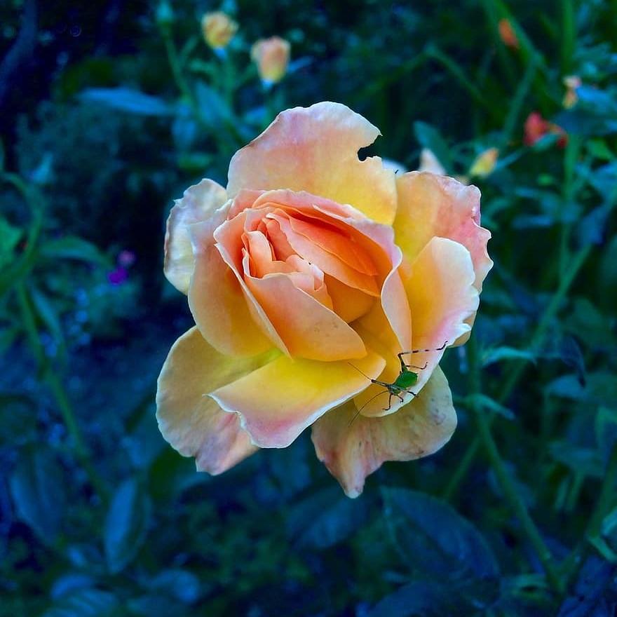Rosa x 'GRAapr' PP28,074 ~  Brindabella™ Glow Rose